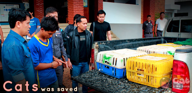 ตำรวจไทยช่วยแมว 90 ชีวิต ก่อนโดนส่งขายเปิบพิสดาร