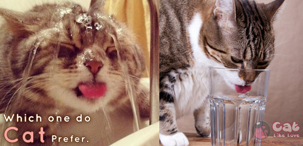 แมวชอบดื่มน้ำก๊อกรึในชาม…น้อออ???