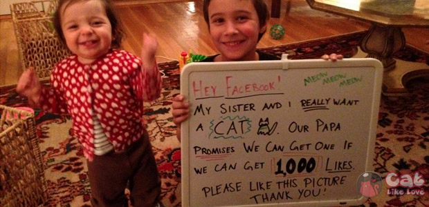 คุณพ่อขอท้า…ถ้าอยากเลี้ยงแมวให้ เอา 1,000 ไลค์ มาแลก !!!
