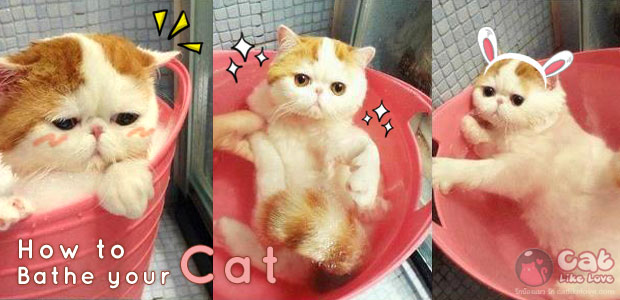 มาจับน้องแมวอาบน้ำกันดีกว่าาา !!!