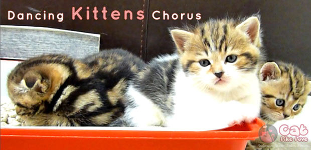 คลิปแมวน่ารักๆ “Dancing Kittens Chorus” ที่จะทำให้คุณหลงรักลูกแมวน้อยเหล่านี้