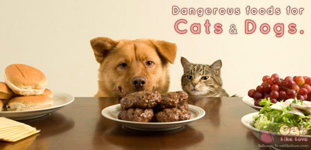 อาหารที่ แมว(และหมา) ไม่ควรกิน !!!
