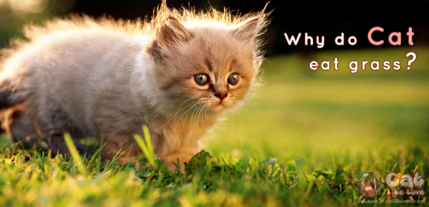 โอ๊ะ!!! ทำไมน้องแมวกินหญ้าละเนี๊ยยย???