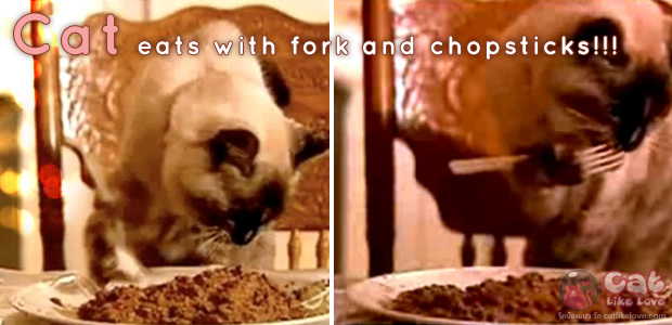 บร๊ะเจ้าาา !!! น้องแมวแสนรู้ใช้ส้อมกินอาหาร