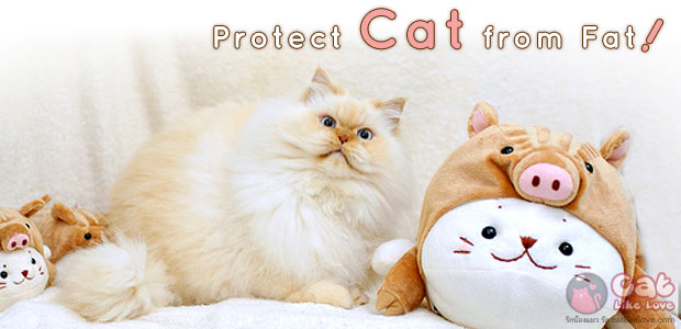 4 วิธีป้องกันไม่ให้น้องแมวอ้วน !!!
