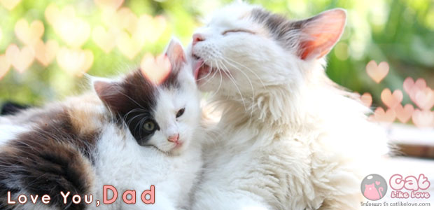บอกรักพ่อ ฉบับแมวเหมียววว…รักพ่อที่สุดในโลกเล๊ยยย