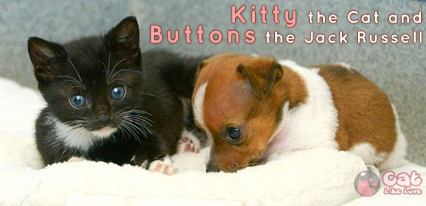 คิตตี้ และ บัตตัน แมว-หมาเพื่อนซี้สุดเลิฟ !!!