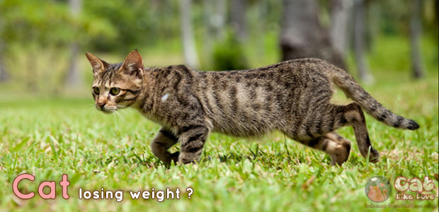 [Knw] ทำไมน้องแมวน้ำหนักลดลง?