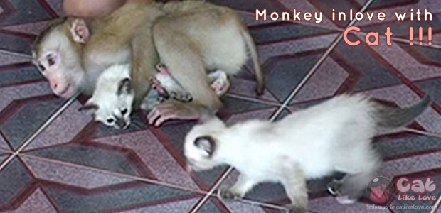 รักต่างสายพันธุ์ ระหว่างลิงแสมและลูกแมวน้อย