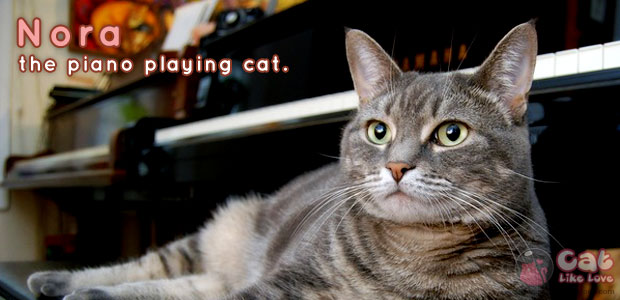 นอร่าแมวนักเปียโน…โมซาร์ทในร่างแมว