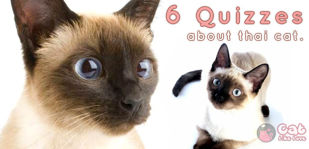 ติ๊กต็อกๆ 6 คำถามน่ารู้เกี่ยวกับแมวไทย