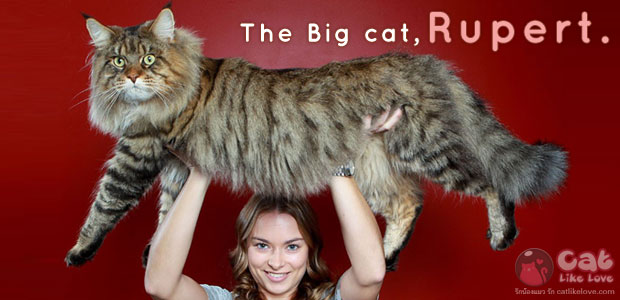รูเพิร์ต…ว่าที่แมวยักษ์ที่สุดในโลก