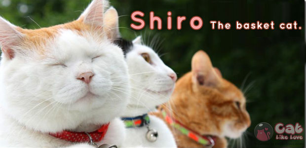 ชิโร่ แมวตะกร้า Cat Idol บนโลกออนไลน์