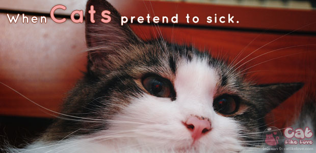 เชื่อป๊ะละ…น้องแมวก็แกล้งป่วยเป็นนะ !!!