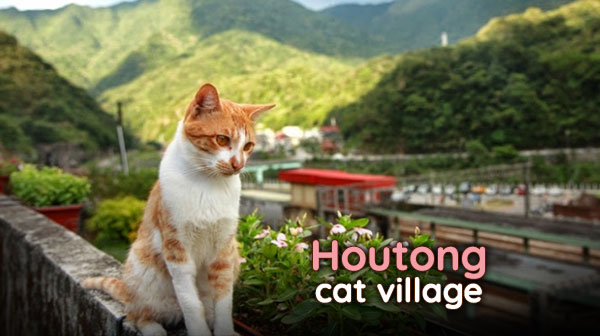 [News] ไปเที่ยวไต้หวัน ณ หมู่บ้านแมวหูตง~